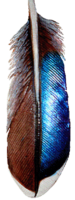 Mallard Duck Secondary Wing Feather This Mallard Duck Secondary Wing Feather is beautiful as earrings, pins and barrettes with shifting colors on the leading edge that shifts in the light to show a fuchsia and teal under tones.