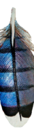 Leather Blue Jay Scapular Feather Leather Blue Jay Scapular Feather which makes beautiful earrings, pins, and barrettes. They are great to wear with blue jeans.