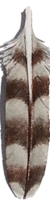 Leather Sharp Shinned Hawk Tail Feather This leather Sharp ShinnedHawk Tail Feathers are used in the earrings, barrettes, pins, necklaces & decorative items are a soft subtle color. This feather is similar in the manner it is painted to the Merlin only in the browns.