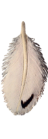 Leather Snowy Owl Breast Snow Owl Breast Feather has a v shaped accent on the leading edge.