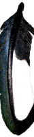 Leather Magpie Wing Feather The leather Magpie Wing Feather is a dramatic feather with the white and black trailing edge and the trailing edge with teal and green undertones on the leading edge.