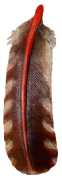 Leather Red Shafted Flicker Wing Feather This leather Red Shafted Flicker Wing Feather is brown with soft peach splashes of color down each side with the striking a red orange quill.