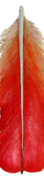 Leather African Gray Tail Parchment faded down from the top on this leather African Gray Tail int the red orange with Iight ivory quill accented at the bottom by the red.