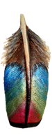 Leather Wood Duck Hen Scapular Feather These Leather Wood Duck Hen Scapular Feathers will accent any wardrobe with their blue, green and fuchsia body with black tip and brown upper part.
